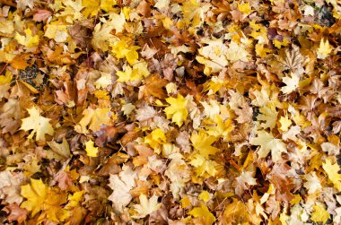 Sonbahar Yaprakları