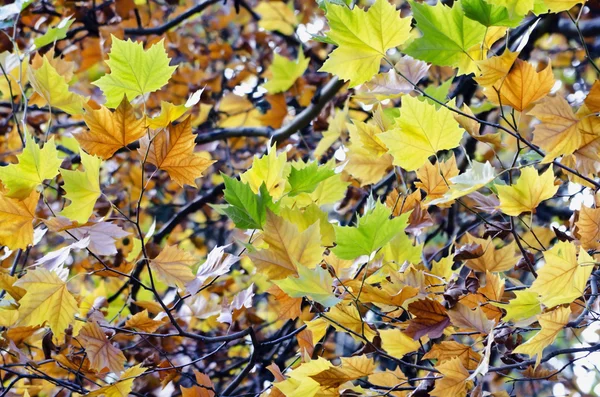 Φύλλα σφενδάμου πολύχρωμα — Φωτογραφία Αρχείου