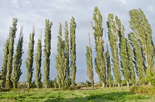 Woodland belt poplar — Stock Photo, Image