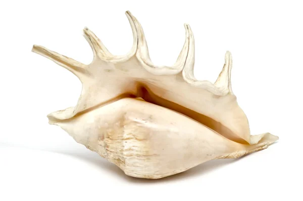 Sea shell — Stockfoto