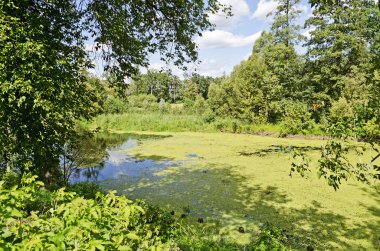 marsh, güzel manzara