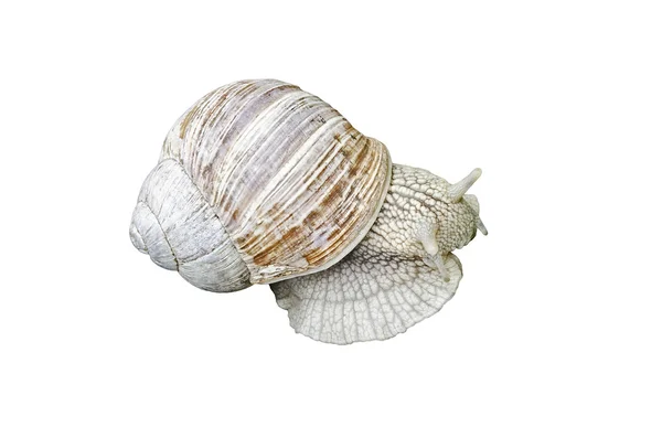 Snail — Stock Photo, Image