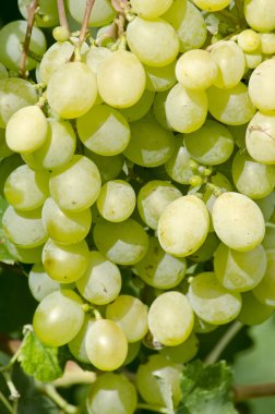 Bir demet Beyaz Üzüm