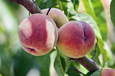 Şeftali meyve dalı