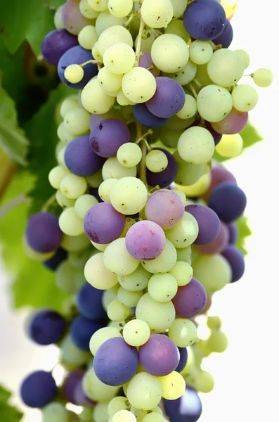 Zbieranina kiść winogron — Zdjęcie stockowe