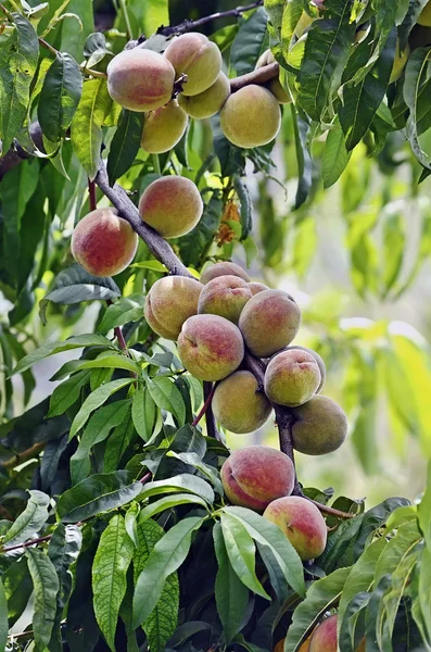 Frutas de pêssego no ramo — Fotografia de Stock