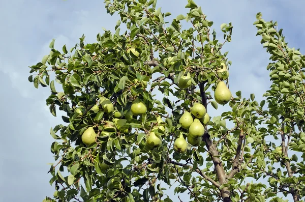 De vruchten van peren op een tak — Stockfoto