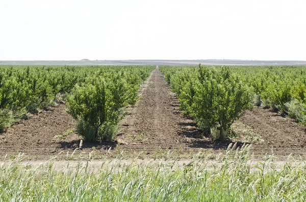 Young peach orchard — Stock Photo, Image