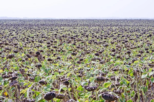Field of ripe sunflower — Stock Photo, Image