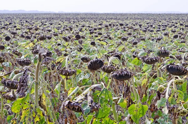 Gebied van rijp zonnebloem — Stockfoto