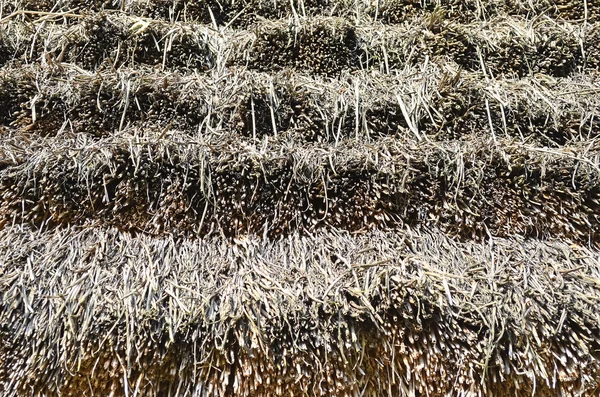 Texture of straw — Stock Photo, Image