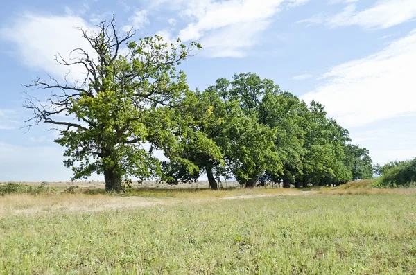 Country road along the oak alley — Stock Photo, Image