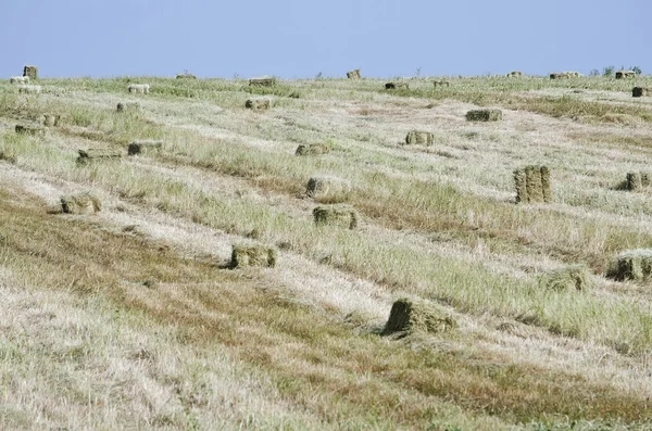 Palha enfardada — Fotografia de Stock