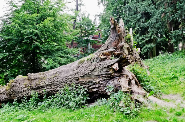 Düşmüş büyük ağaç — Stok fotoğraf