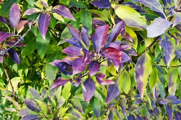 Folhas são plantas coloridas — Fotografia de Stock