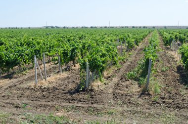 Beautiful scenery  Vineyards in Crimea