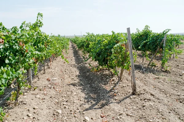 Vineyards close up in Crimea