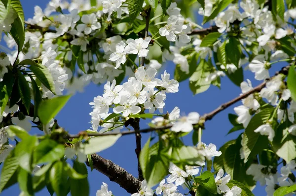 リンゴの木を開花 — ストック写真