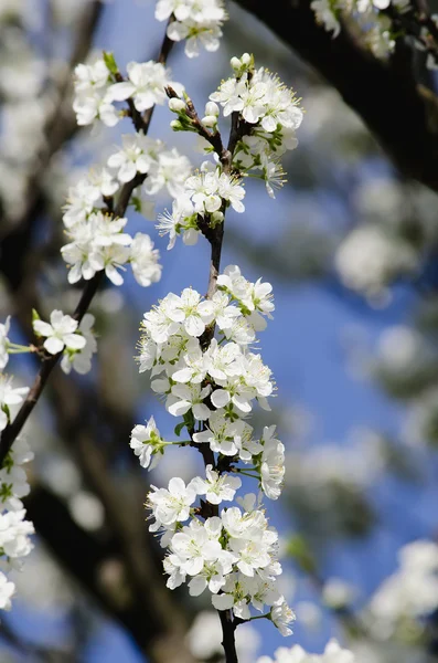 リンゴの木を開花 — ストック写真