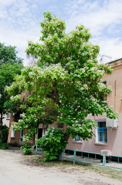 Arborele catalpa — Fotografie, imagine de stoc