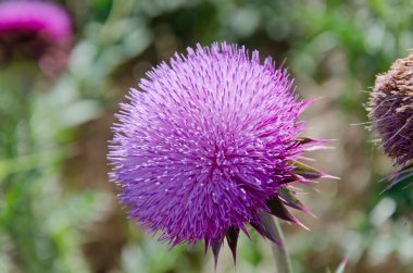 süt thistle
