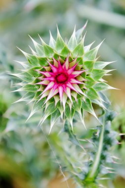 dikenli thistle