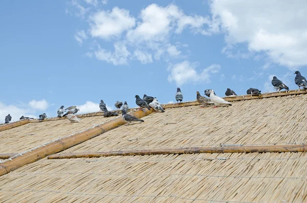 Palomas en el techo — Foto de Stock