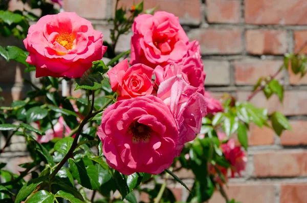 Roses against a brick wall — Stock Photo, Image