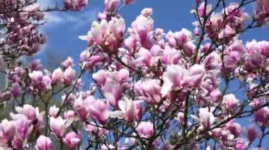 Çiçek açan manolya dalları rüzgarda sallanıyor gökyüzüne karşı