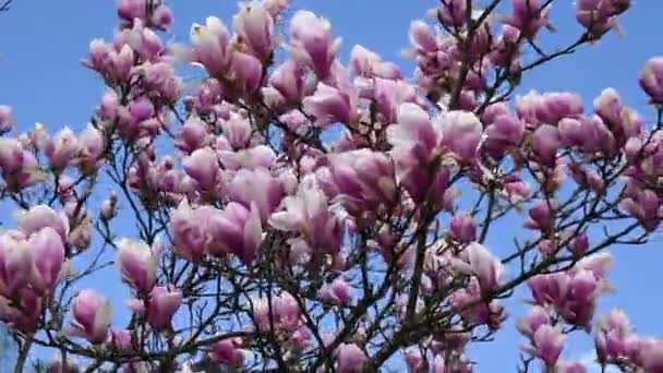 Zweige Blühender Magnolien Wiegen Sich Wind Gegen Den Himmel — Stockvideo