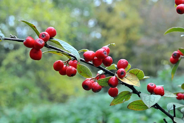 Rote Beeren im Herbst — Stockfoto