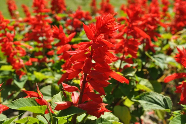 キエフでの赤のアイリスの花 — ストック写真
