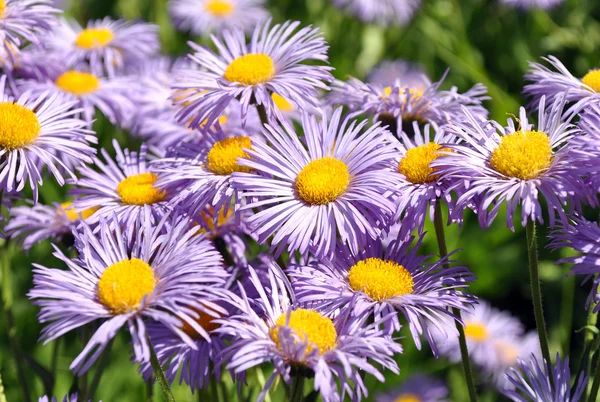 Blue Chamomile in Kyiv — Stock Photo, Image