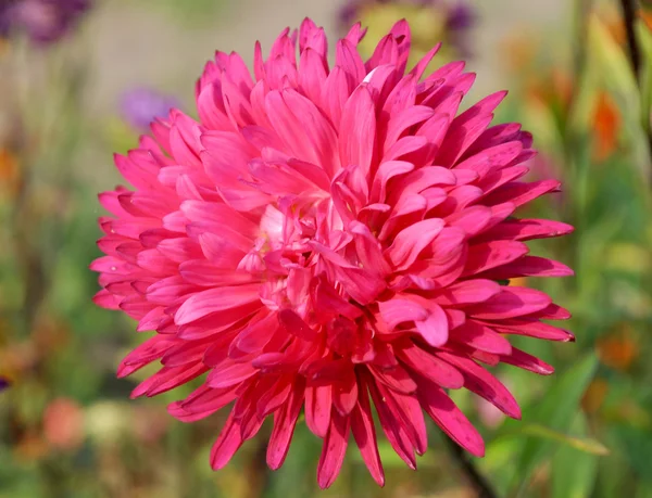 Fiore di crisantemo rosa — Foto Stock