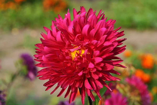 Flor de crisantemo rojo —  Fotos de Stock