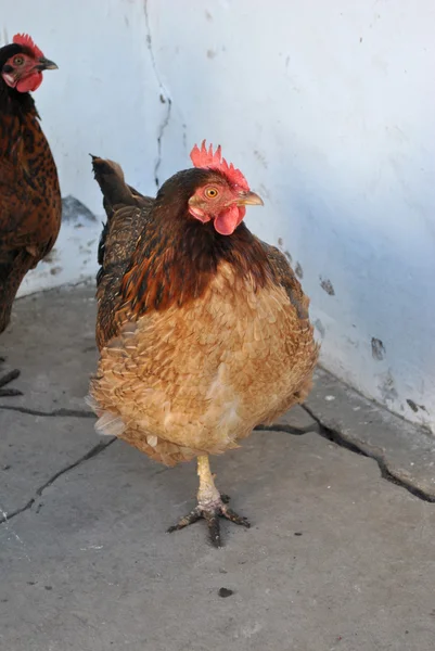 Chicken standing on one leg — Stock Photo, Image