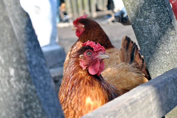 Poulet regardant sur la caméra — Photo