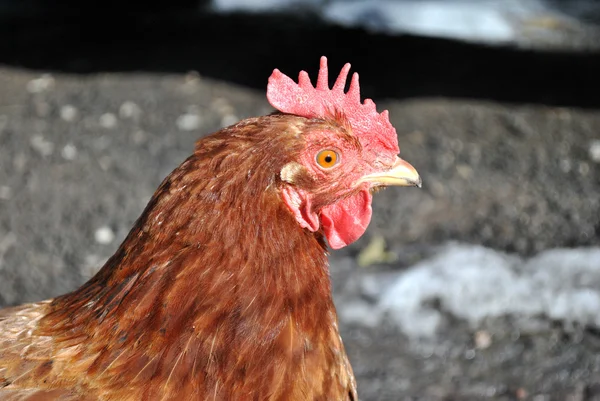 Cabeza de pollo rojo mirando hacia adelante — Foto de Stock