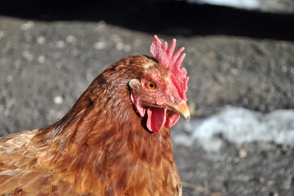 Cabeza de pollo rojo mirando a un lado — Foto de Stock