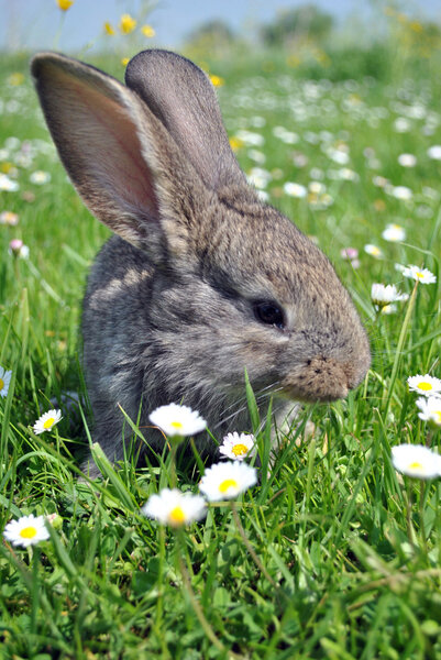 Банни ест траву на поле
