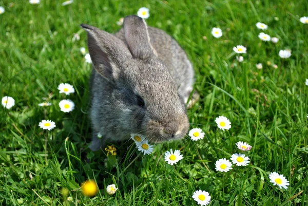 很好奇兔坐在中间的花 — 图库照片
