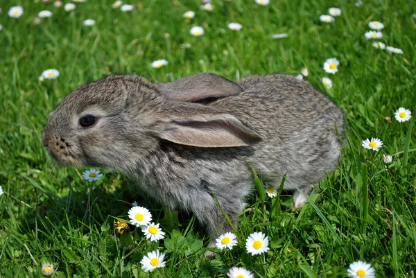 Petit lapin marche sur l'herbe — Photo