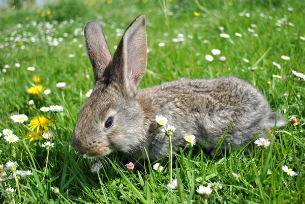 Petit lapin dans le jardin — Photo