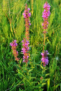 uzun sapları üzerinde pembe çiçekler