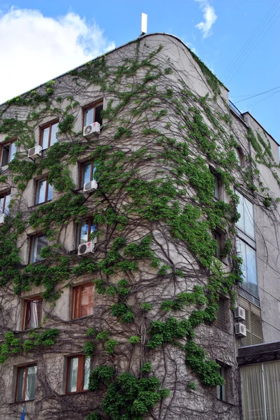 Building entwined with grape bushes — Stock Photo, Image