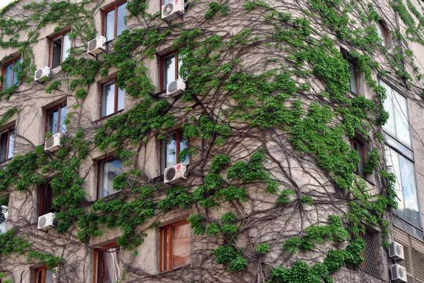Κτίριο περιπλέκονται με πράσινο σταφυλιών θάμνους — Φωτογραφία Αρχείου