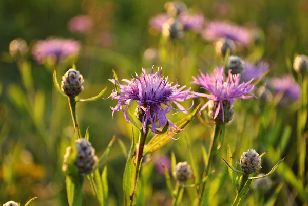 Фіолетові квіти на заході сонця — стокове фото