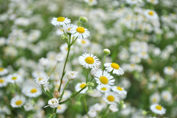 Petites fleurs blanches de camomille sur le champ — Photo