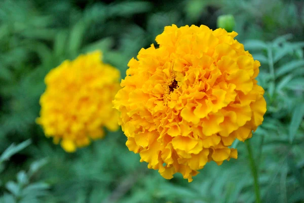 黄色的万寿菊花卉 — 图库照片