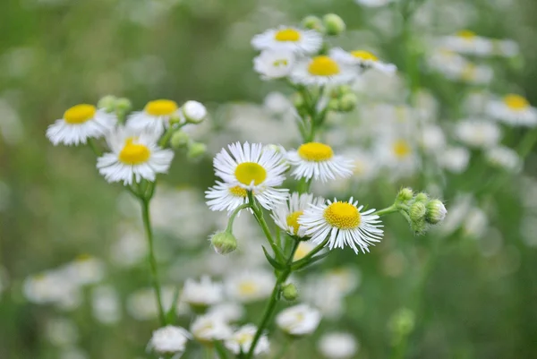 Weiße kleine Kamillenblüten — Stockfoto